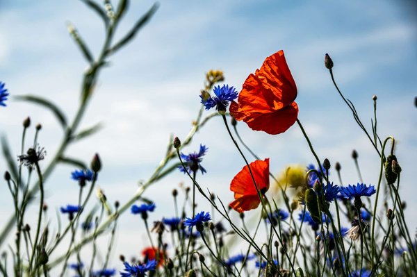 Comment l'introduction de plantes indigènes peut-elle améliorer la biodiversité urbaine ?